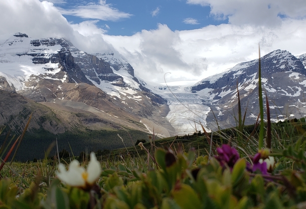 Colombia Icefields from Wilcox Pass Trail Alberta Canada  x