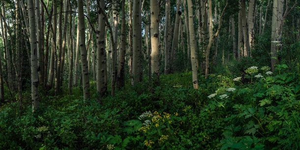 Colorado greenery Vail CO xOC