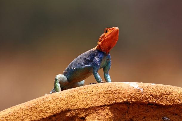 Colorful Agama Lizard in Kenya 