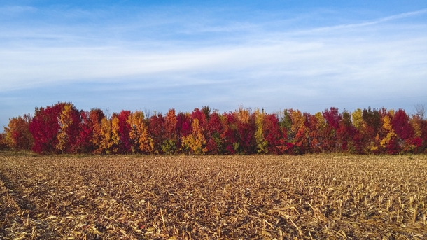 Colorful autumn in the corn field Banat Serbia 