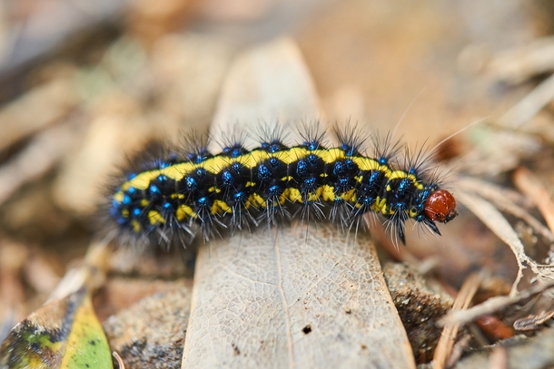 colorful caterpillar crawling across the trail 