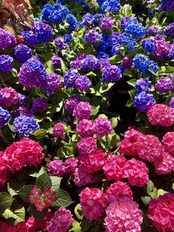 Colorful Hydrangeas