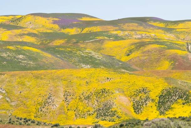Colors of Spring at the Carrizo Plain - CA 