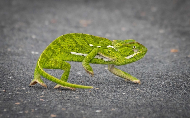 Colour-changing camouflage and -degree vision - the amazing flap-necked chameleon taken in Kruger National Park 