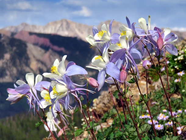 Columbine Wildflowers in the Rocky Mountains 
