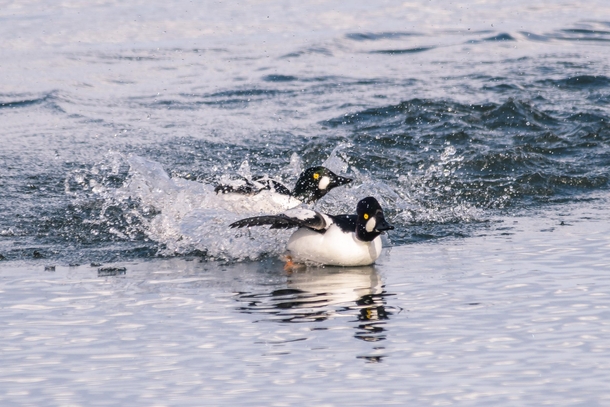 Common Goldeneye drakes battle it out for the affections of the girls 