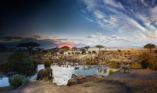 Composite  hour exposure of elephants zebras wildebeests meerkats and hippos by Stephen Wilkes 