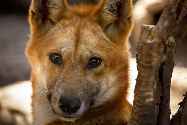 Contented looking Dingo Canis lupus Dingo 