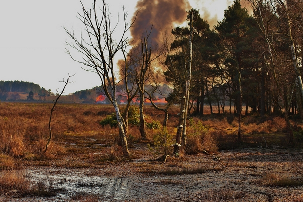 Controlled Burn The New Forest UK OC Resolution - x