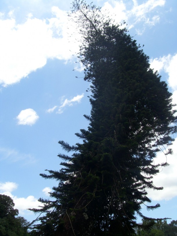 Cooks Pine Araucaria columnaris x