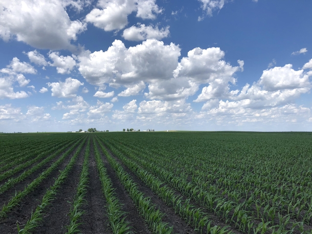 Corn field in Iowa