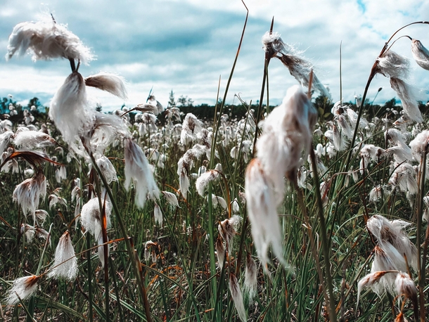 Cottongrass on a meadow in Sweden 