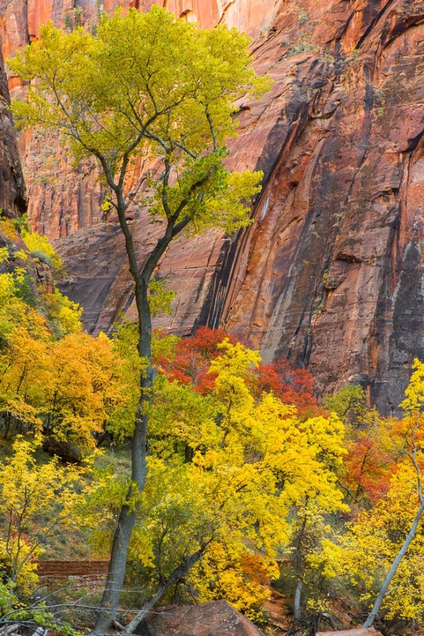 Cottonwood and Maple In Fall Splendor Zion National Park 