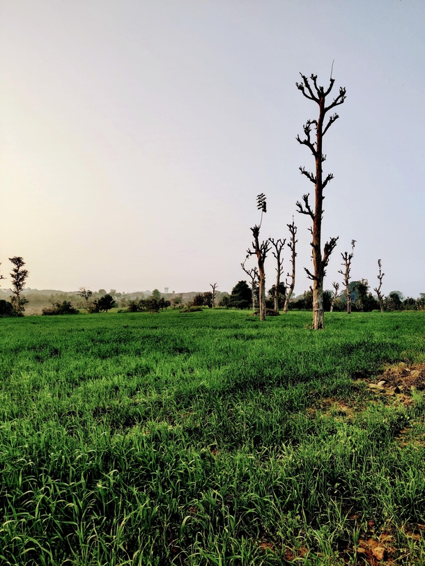 Countyside Greenery in Orcha MP India  x