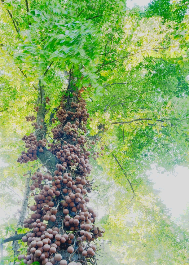 Couroupita guianensis Cannonball tree 