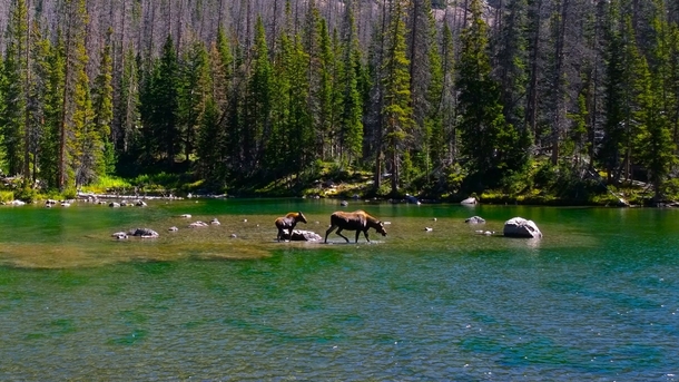 Cow and Calf Moose Alces alces Rawah wilderness Colorado 
