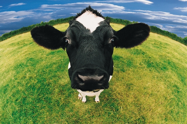 Cow Bos taurus