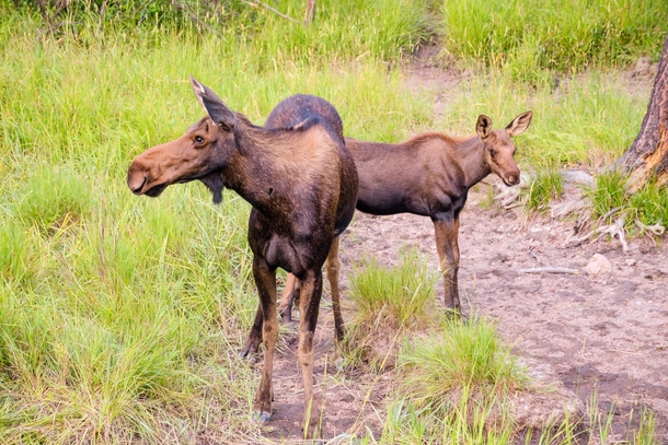 Cow moose and her calf at the salt lick Lolo Pass Montana 