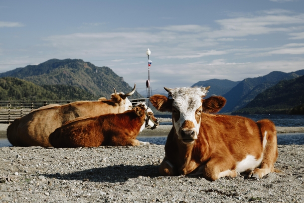 Cow on the beach Altai mountains 