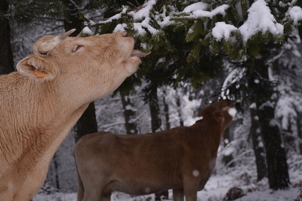 Cows eat pine needles in a snow-covered forest in the Basque mountain port of Opakoa Spain Vincent West 