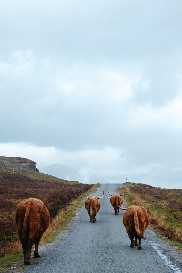 Cows in Skye Scotland 