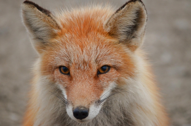 Coy Alaskan Red Fox 