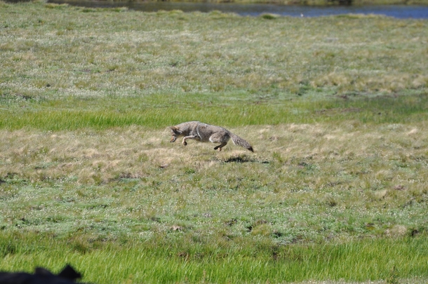 Coyote C latrans Hunting in Tuolumne Meadows Yosemite 