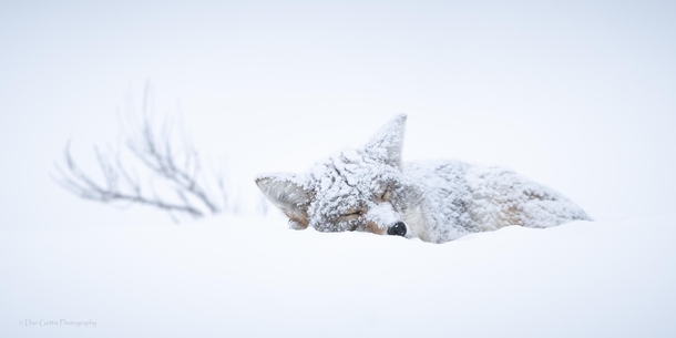Coyote napping in Yellowstone National Park with a blanket of snow covering him