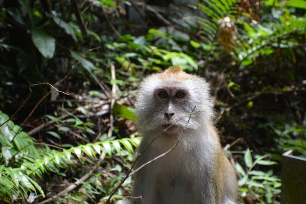 Crab-eating macaque in Penang 