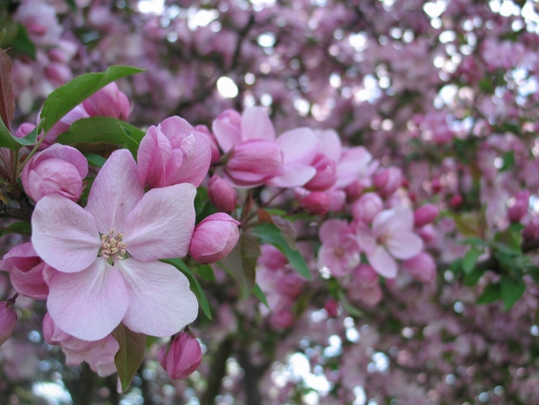 Crabapple blossoms in springtime Rochester NY 