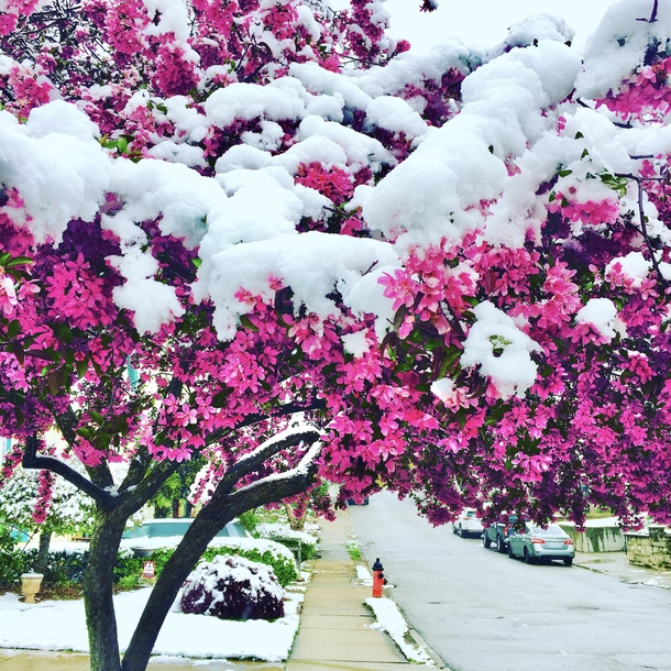 Crabapple Tree Blossoms Springtime in Kansas City