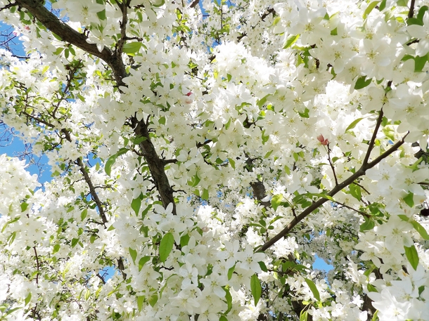 Crabapple tree Malus in full bloom 