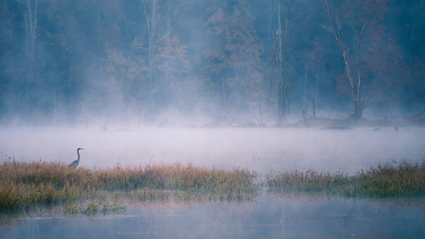 Crane on a foggy lake 