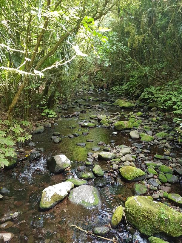 Creek in Pirongia Forest Park Waikato New Zealand 
