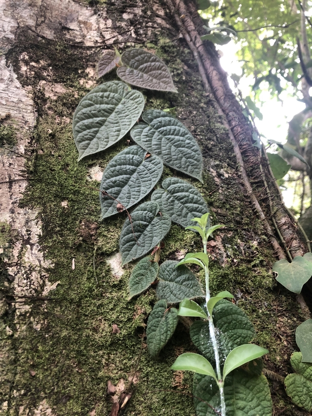 Creeping fig climbing a tree Ficus villosa 