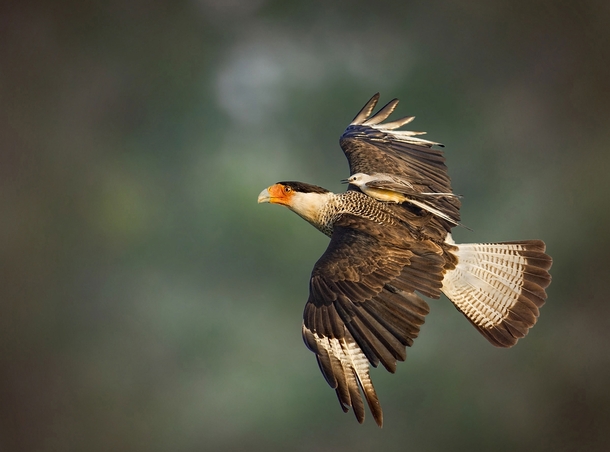 Crested Caracara and Scissor-tailed Flycatcher Jerry Black 