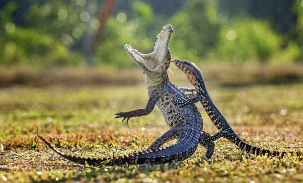 Crocodile surprised by a Monitor Lizard Hendy Lie 