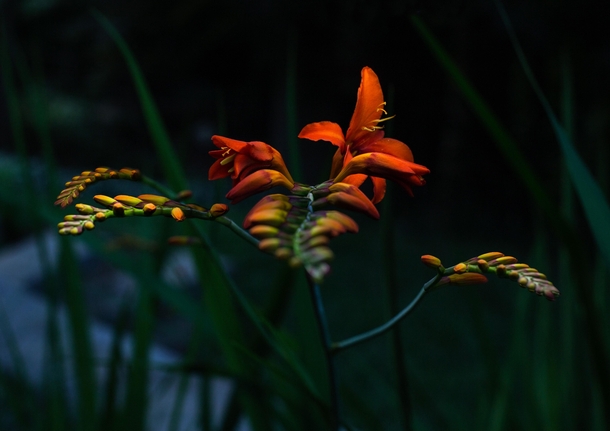 Crocosmia before the deer dined on them 