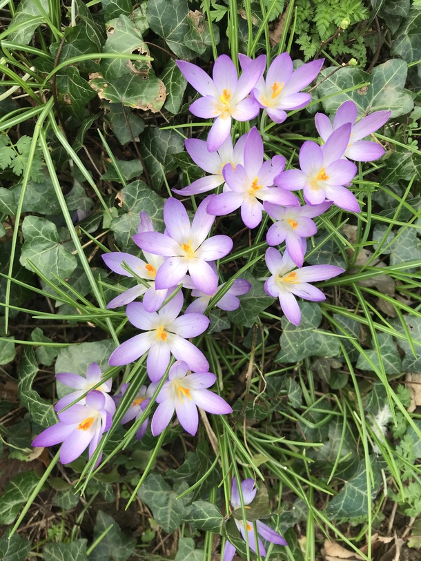 Crocus  lifted my heart this morning in Hertfordshire