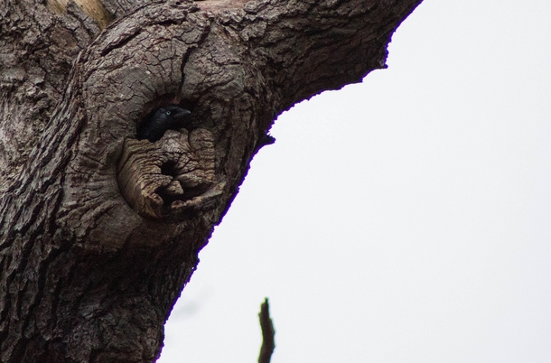 Crow hiding in a tree 