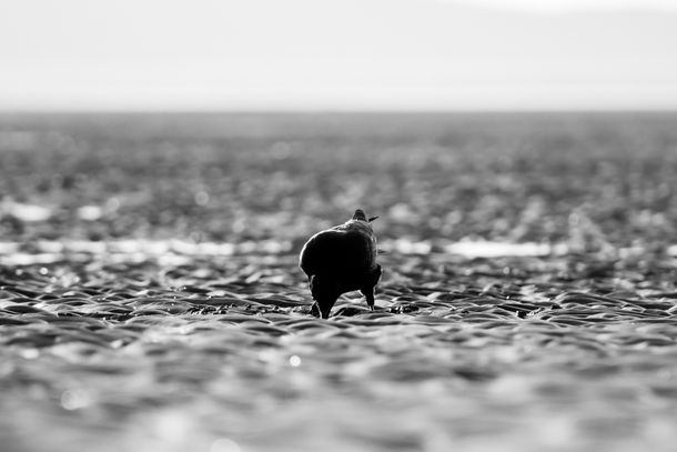 Crow in the muddy beach Weston-super-Mare - UK 