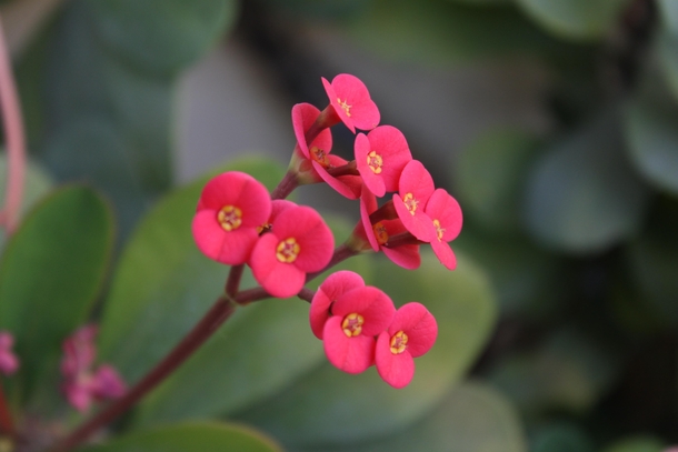 Crown of Thorns I have in my yard