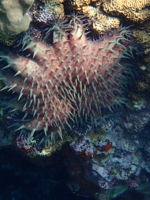 Crown of Thorns Starfish at Two-Step Hawaii 