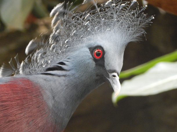 Crowned Pigeon at the New York Central Park zoo