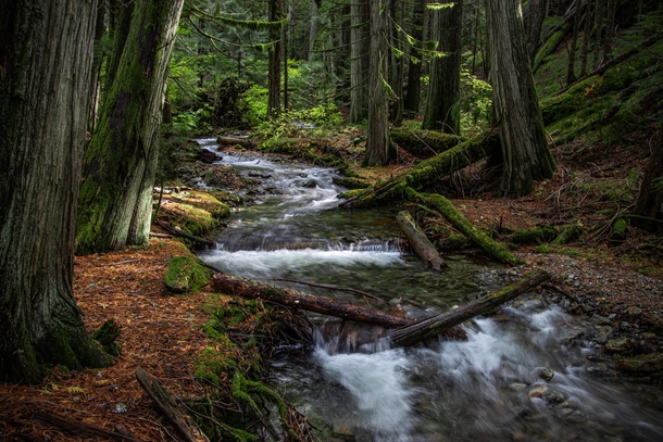 Crystal clear stream winding through a forest in the Cascade Mountains 