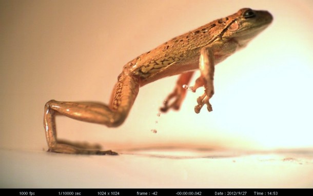 Cuban tree frog Osteopilus septentrionalis jumping taken with high speed imaging OC  x 