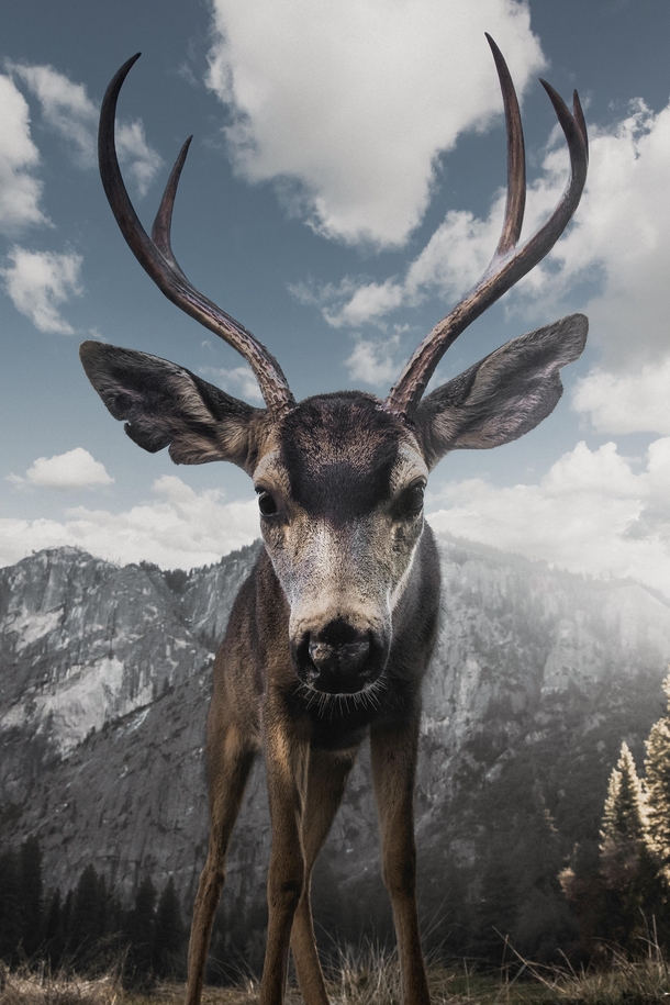 Curious Buck in Yosemite National Park by Jeff Brenner 