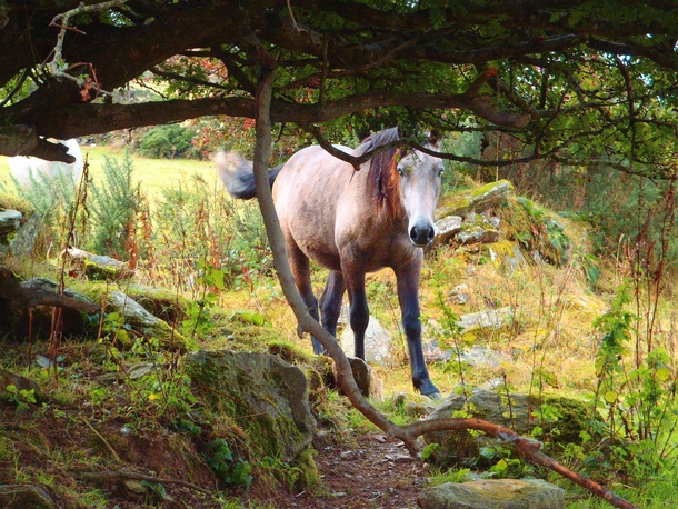 Curious Horse in Ireland 