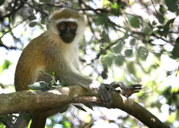 Curious little Vervet monkey 