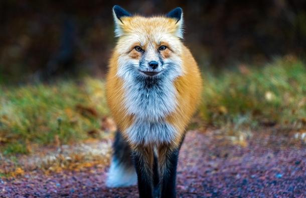 Curious Red fox OC